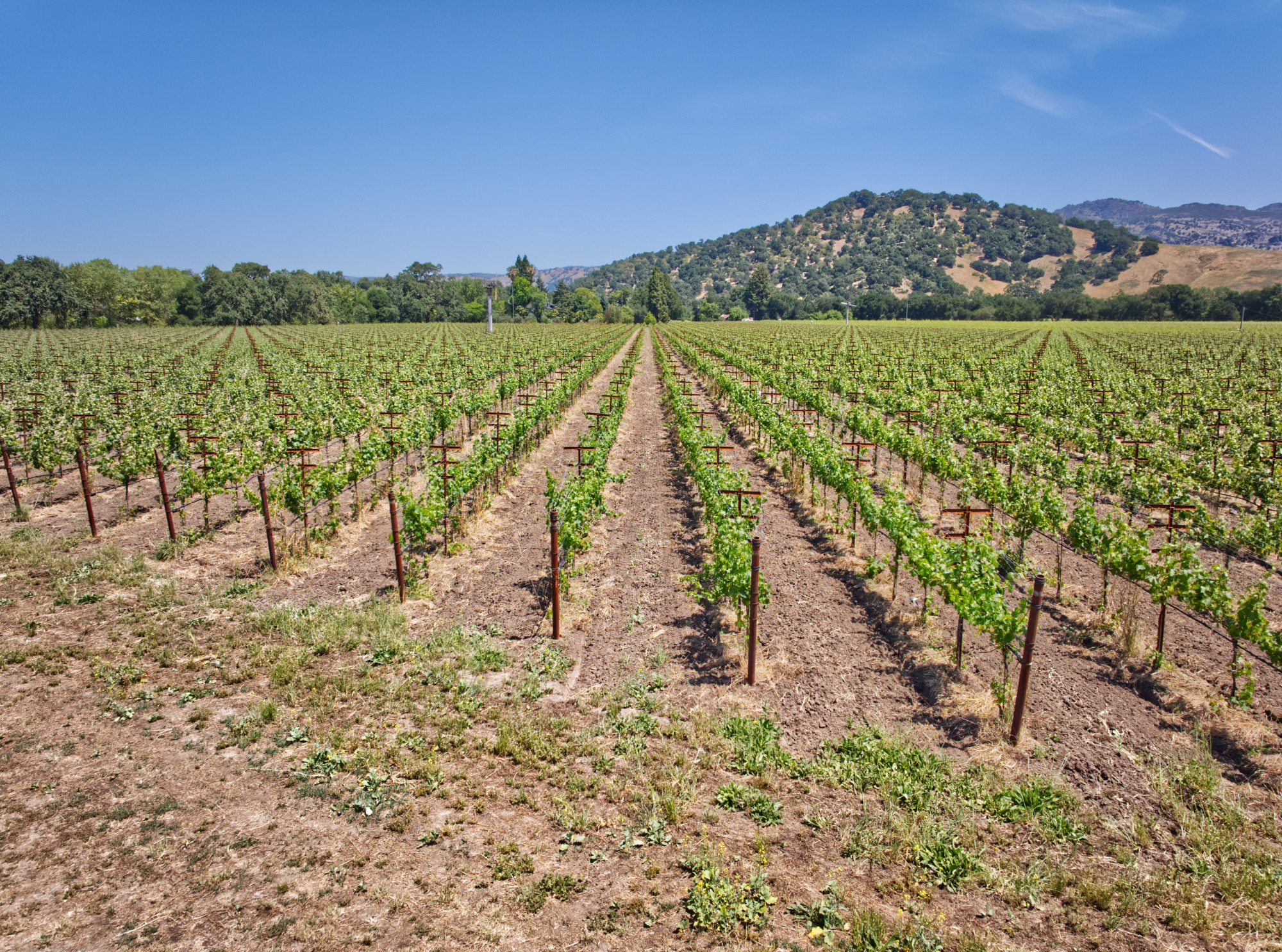 napa valley cabernet sauvignon estate vines