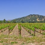 napa valley multiple varietal vineyard