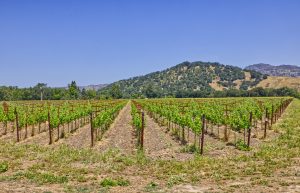 napa valley multiple varietal vineyard