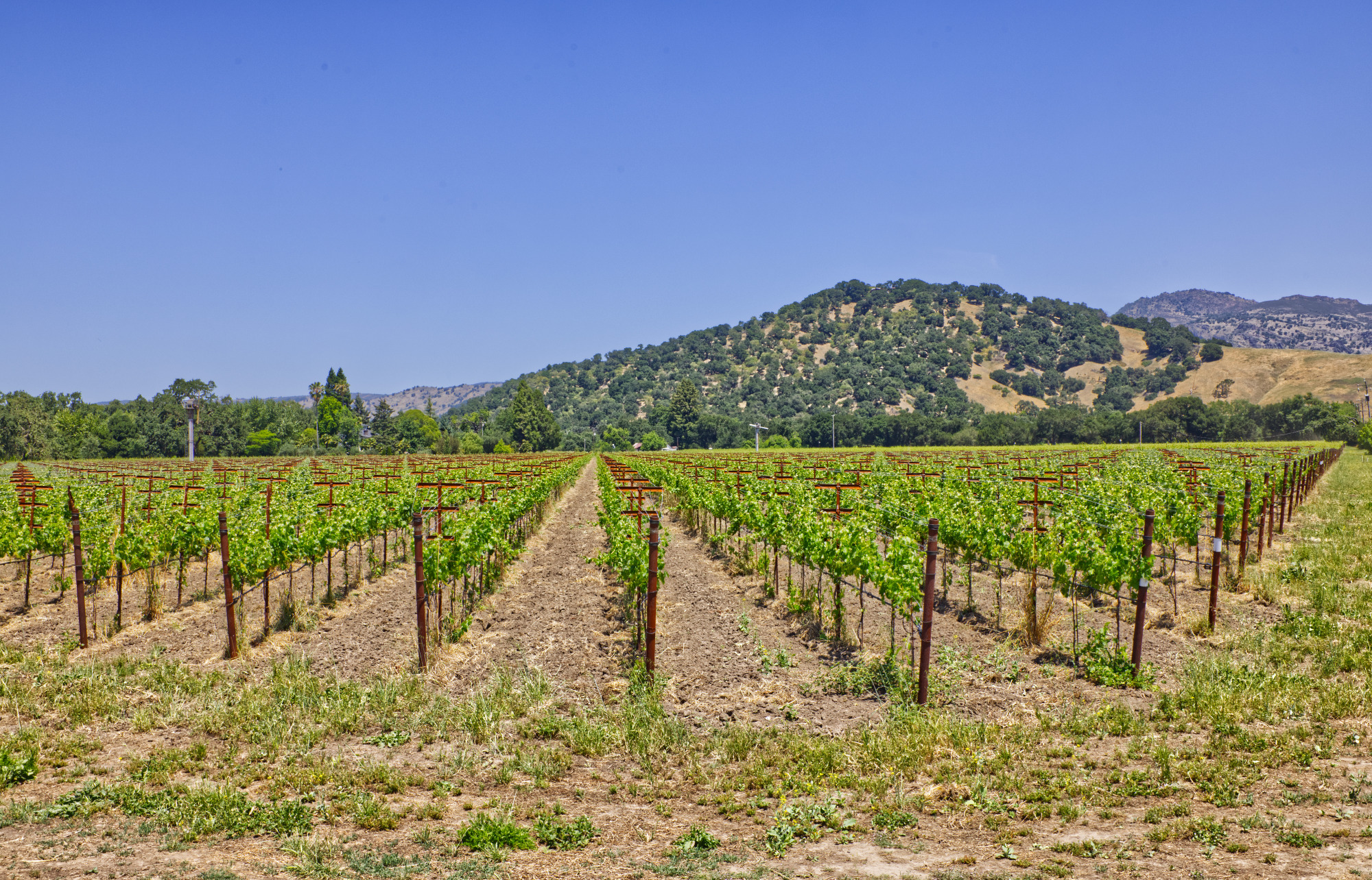 napa valley multiple varietal vineyard