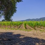 napa valley vineyard land premium estate