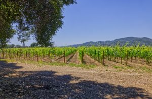 napa valley vineyard land premium estate