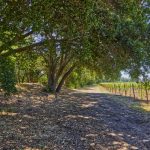 petit verdot vineyard block yountville ava