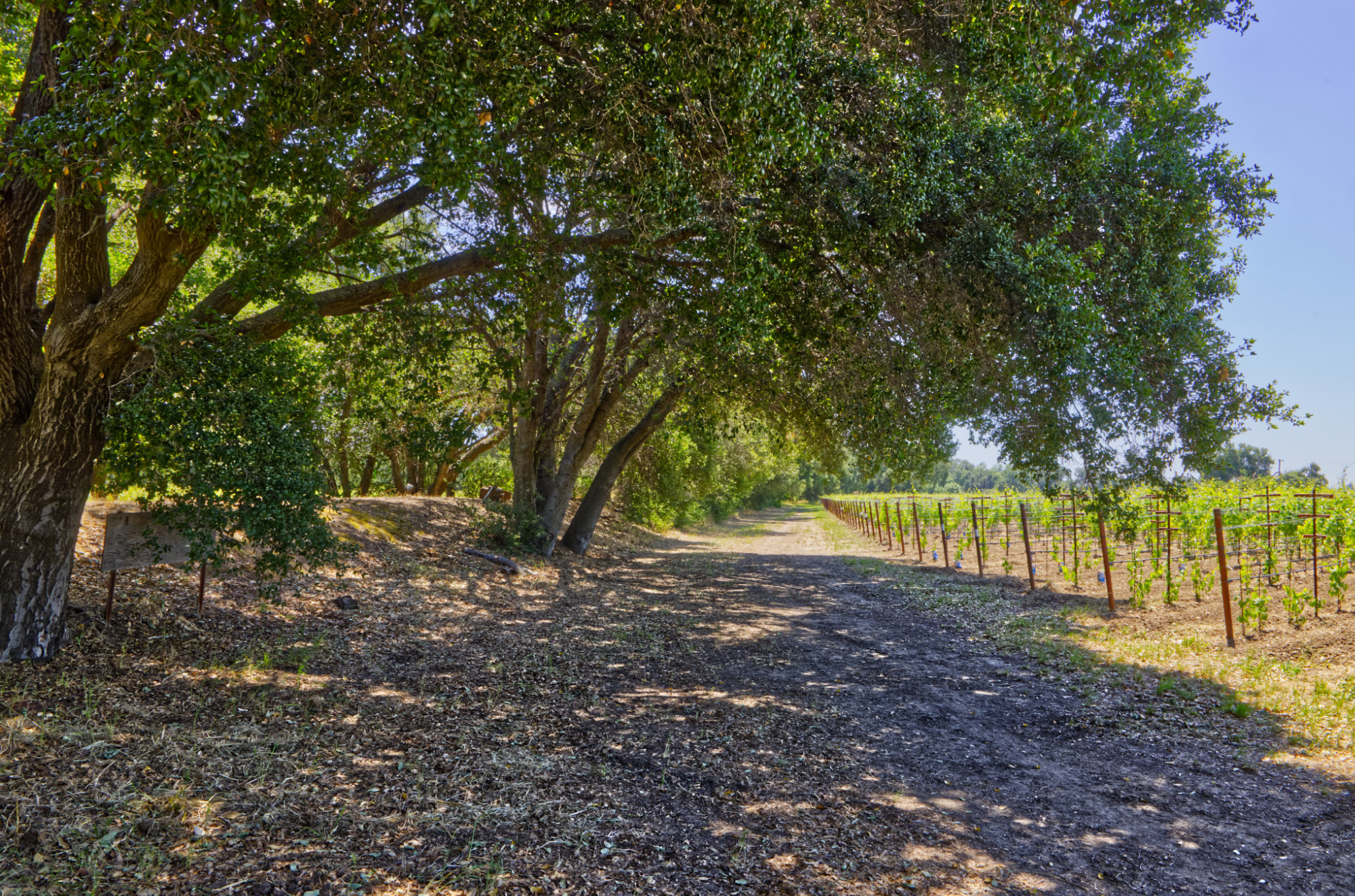 petit verdot vineyard block yountville ava