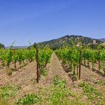 premium vineyard real estate yountville wine country