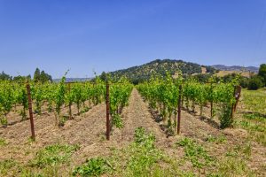 premium vineyard real estate yountville wine country