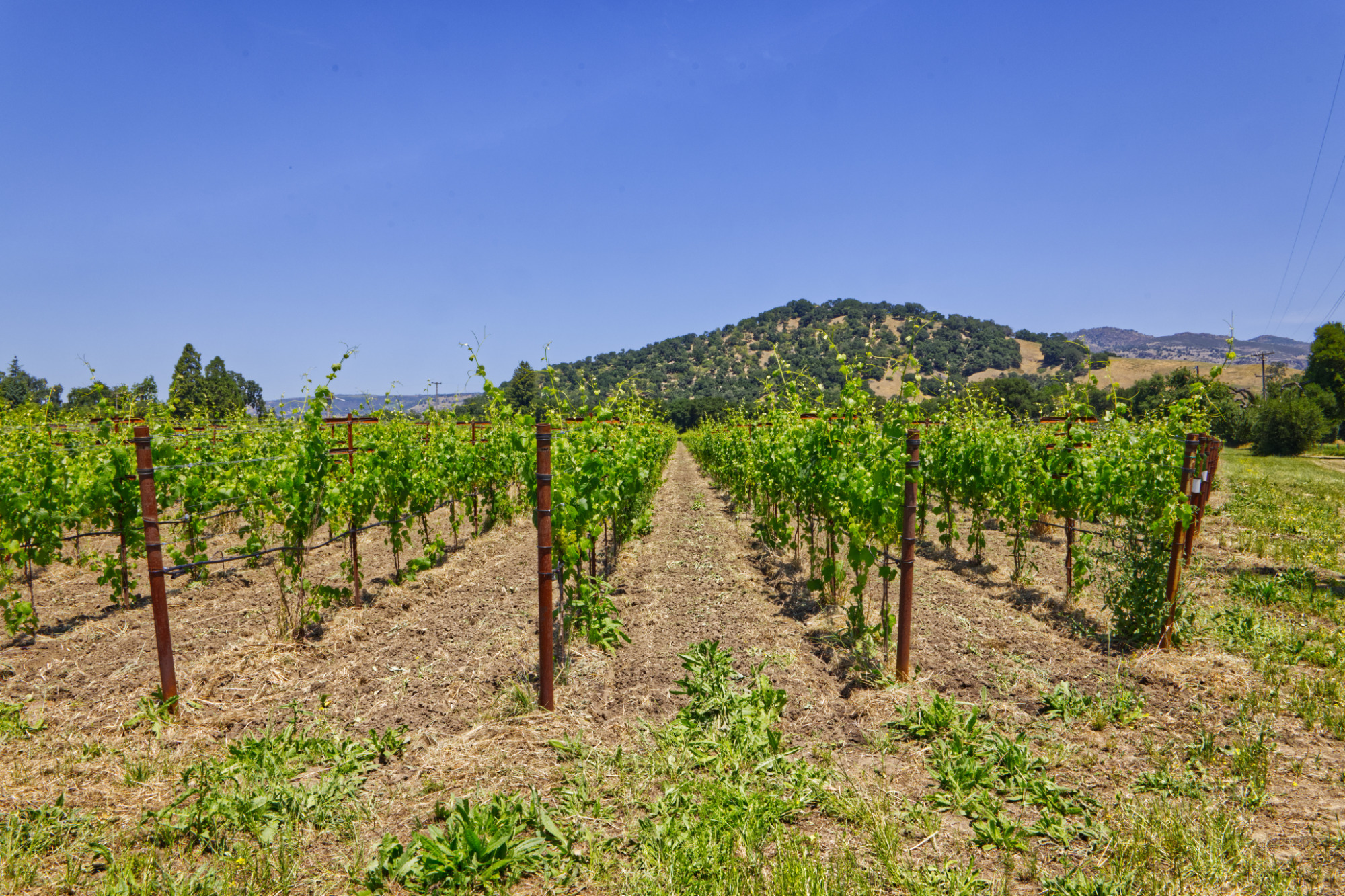 premium vineyard real estate yountville wine country