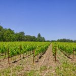 sauvignon blanc vineyard yountville ava