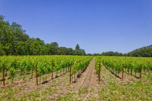sauvignon blanc vineyard yountville ava