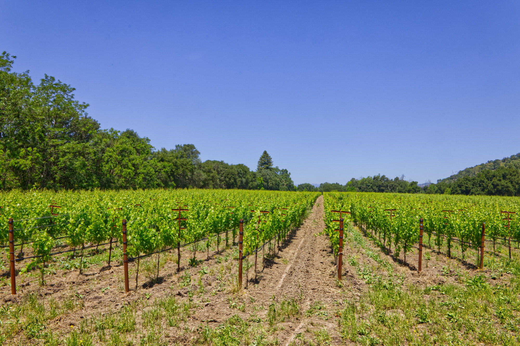 sauvignon blanc vineyard yountville ava