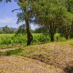 semillon vines yountville ava vineyard