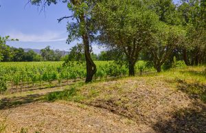 semillon vines yountville ava vineyard