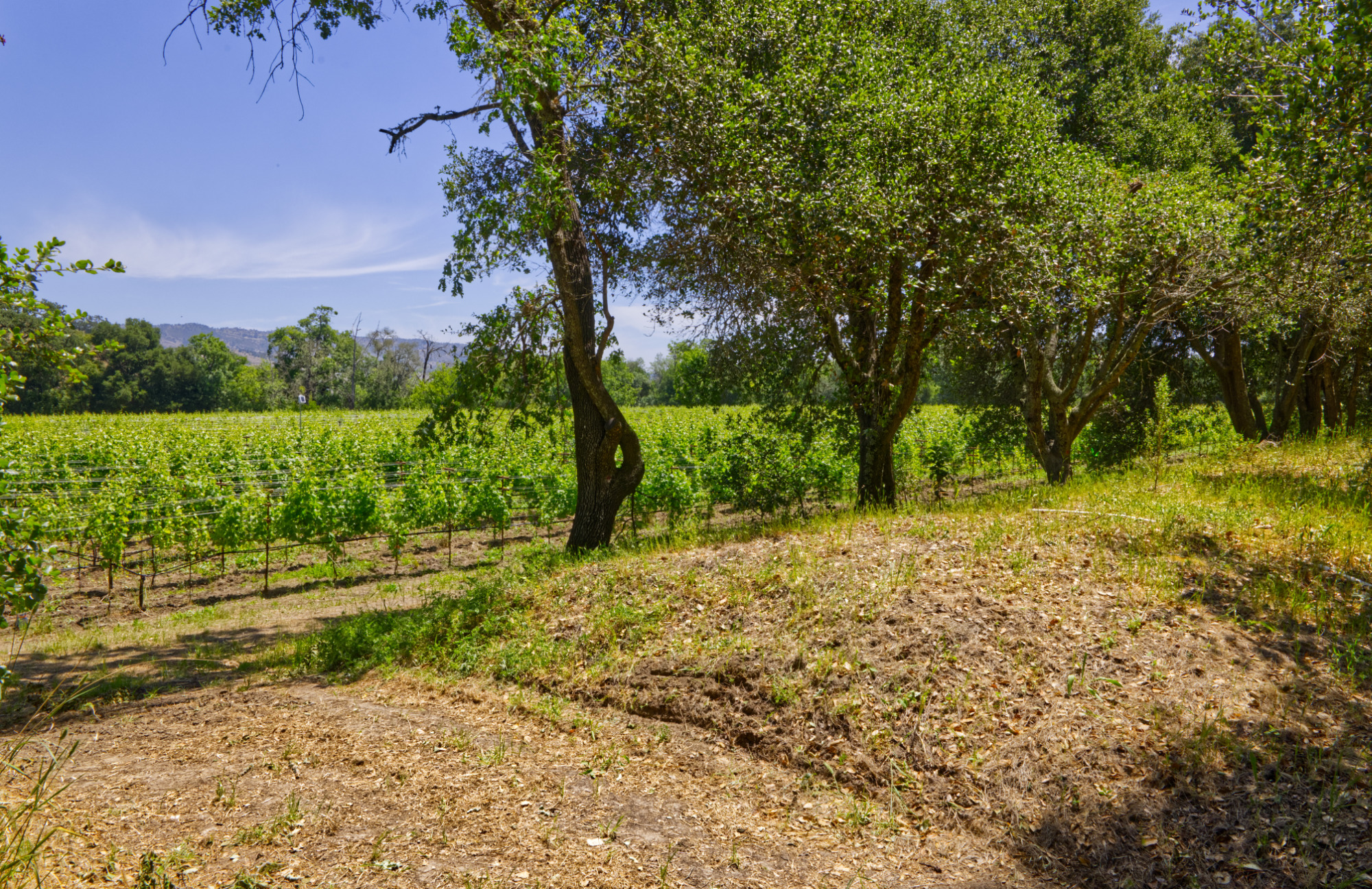 semillon vines yountville ava vineyard