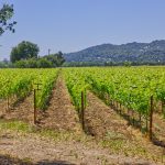 syrah vineyard rows napa valley property