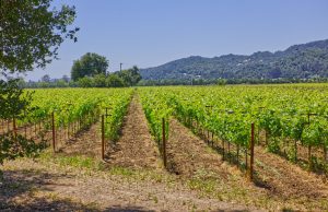 syrah vineyard rows napa valley property