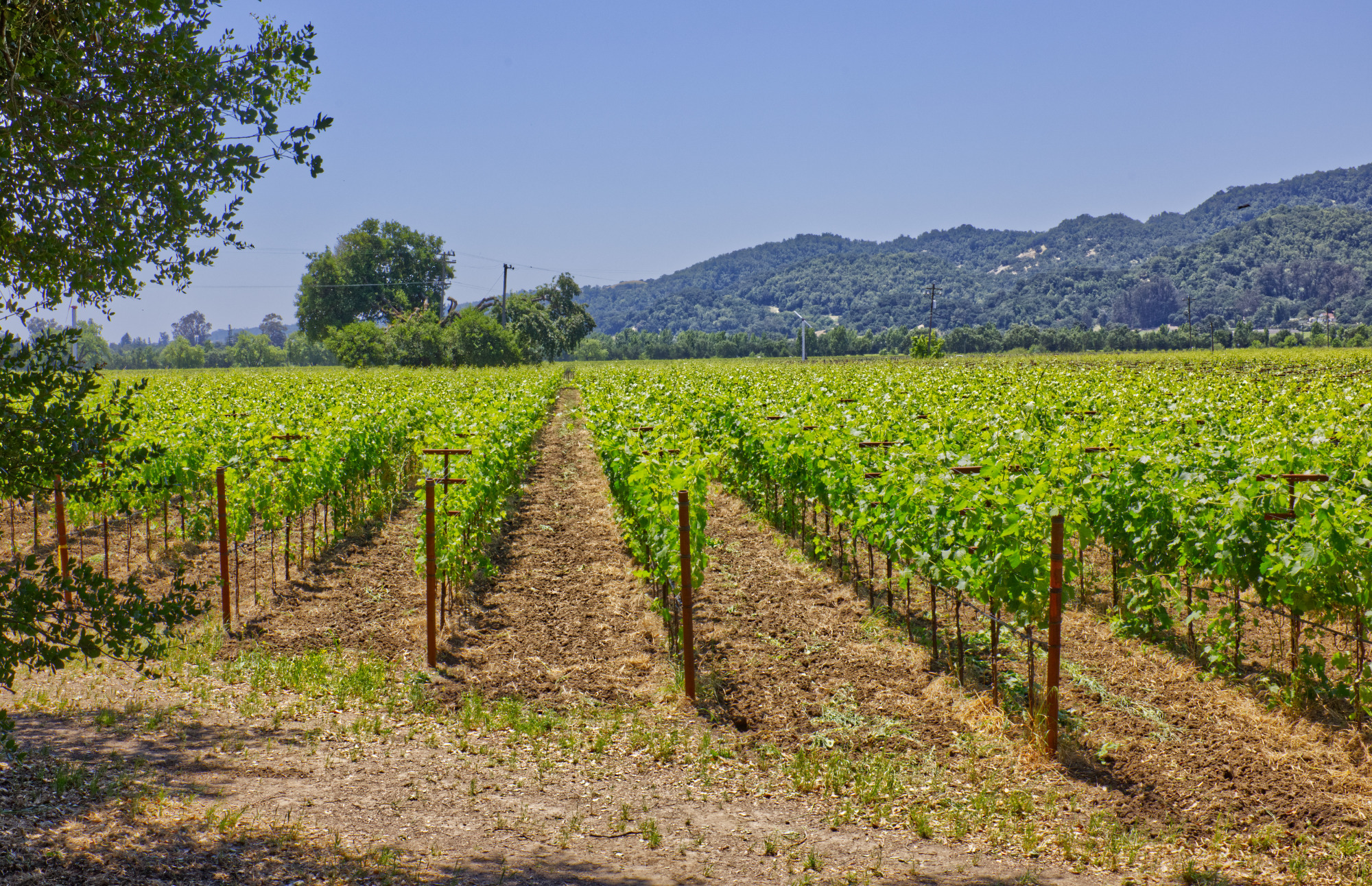 syrah vineyard rows napa valley property