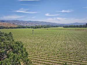 vineyard drone photography yountville ava estate