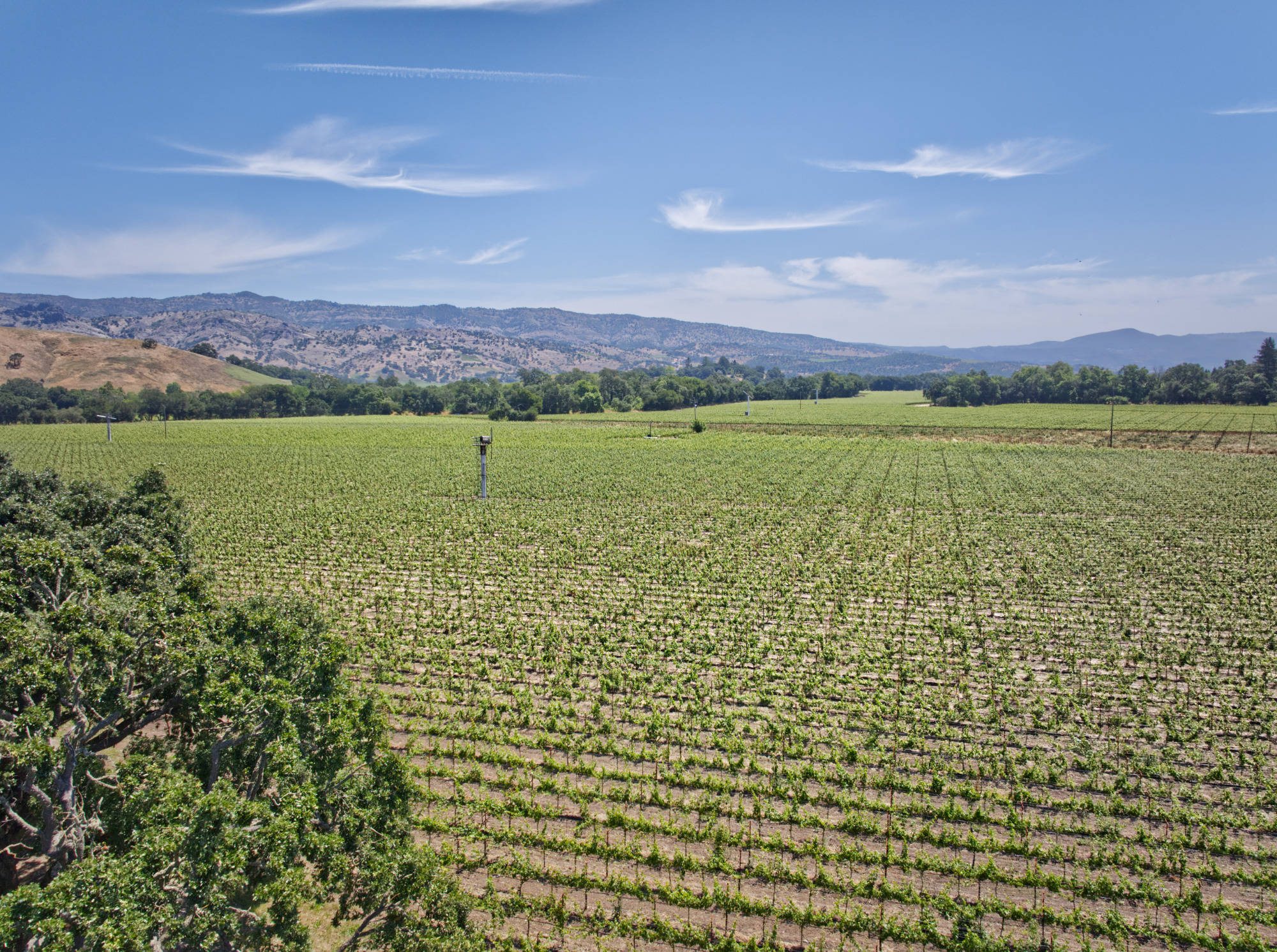 vineyard drone photography yountville ava estate