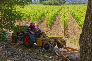 vineyard worker yountivlle ava napa valley