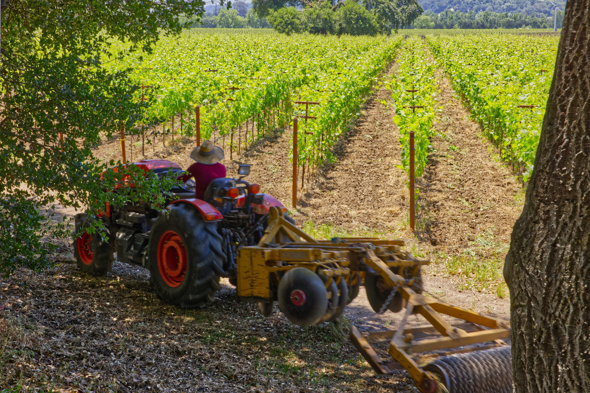 vineyard worker yountivlle ava napa valley