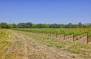 yountville ava cabernet sauvignon vineyard rows
