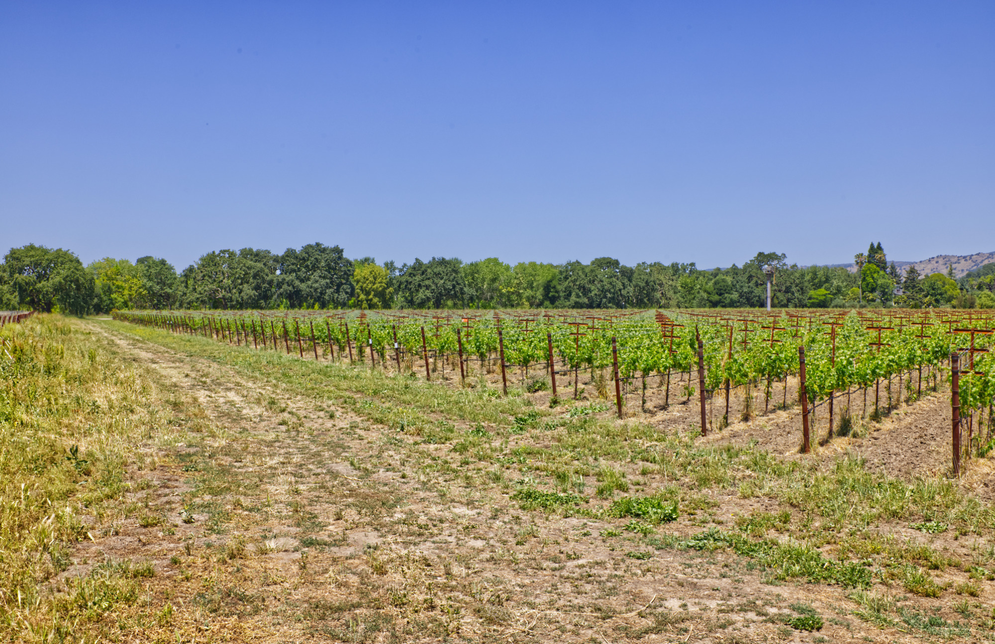 yountville ava cabernet sauvignon vineyard rows