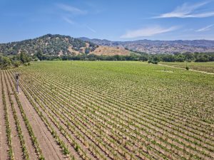 yountville ava premium vineyard aerial view napa valley