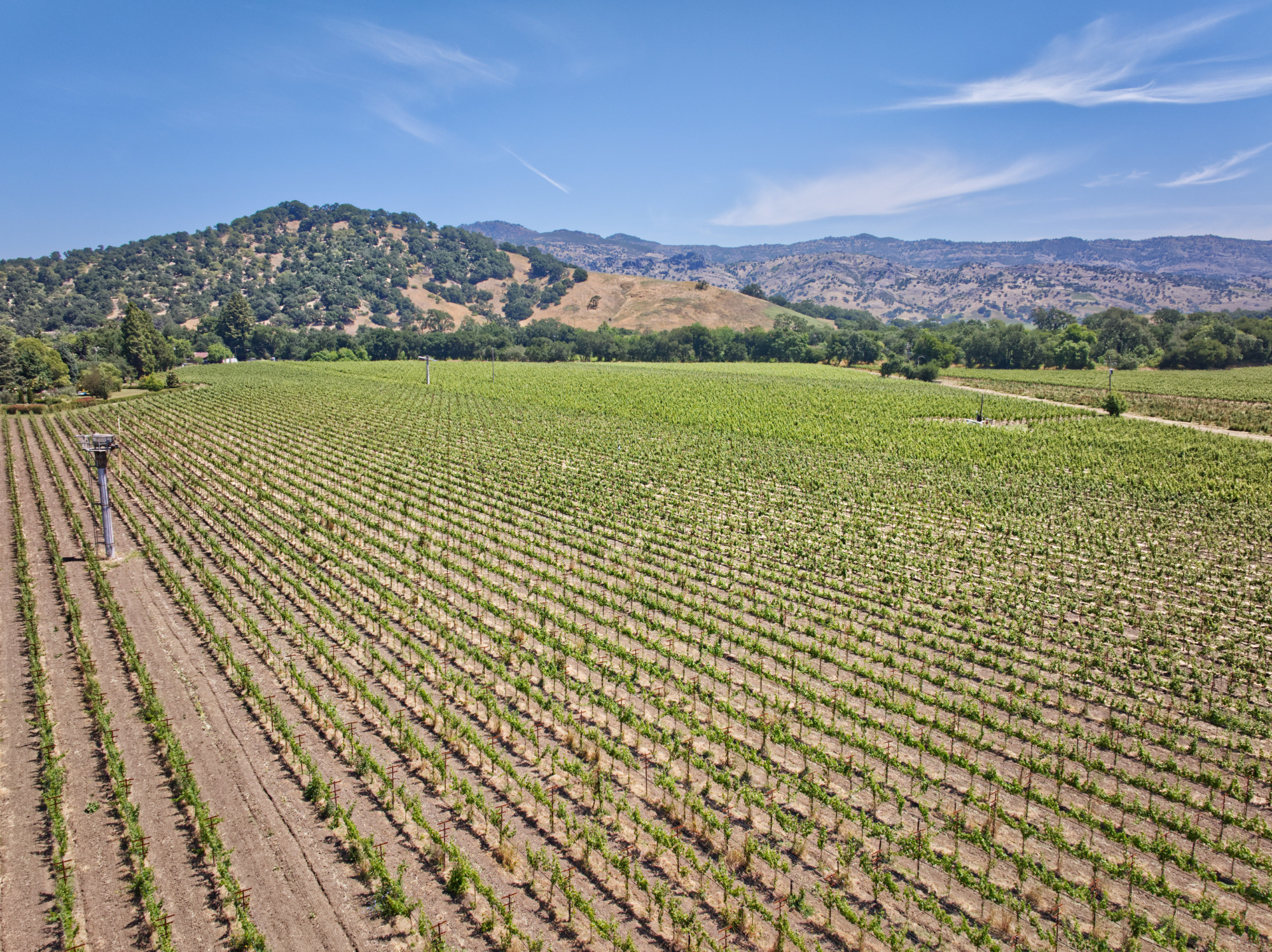 yountville ava premium vineyard aerial view napa valley