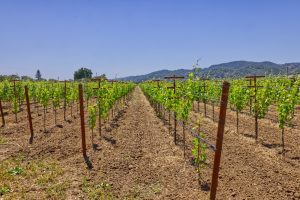 yountville ava premium wine grape vineyard