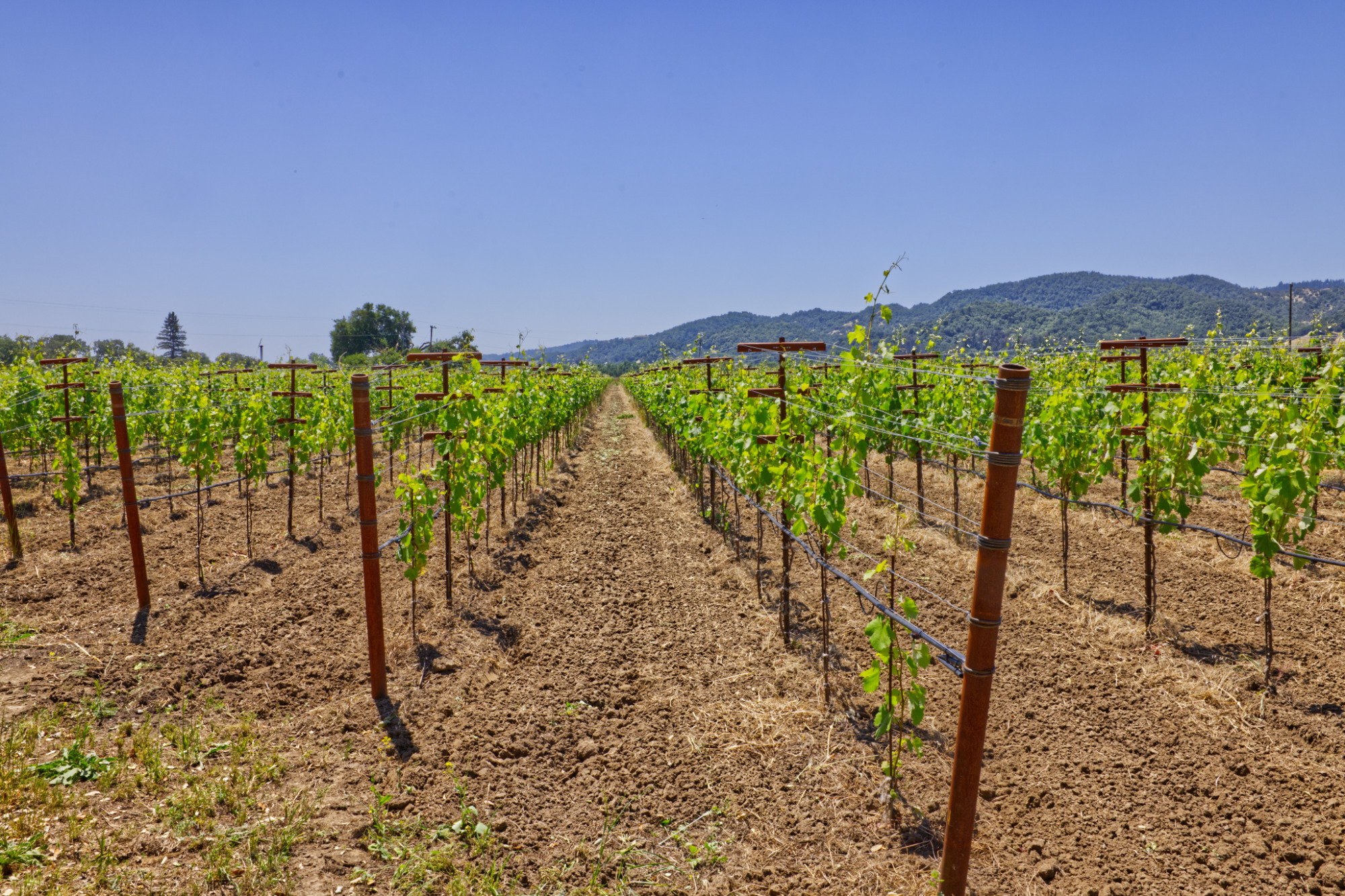 yountville ava premium wine grape vineyard