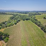yountville ava vineyard drone overview