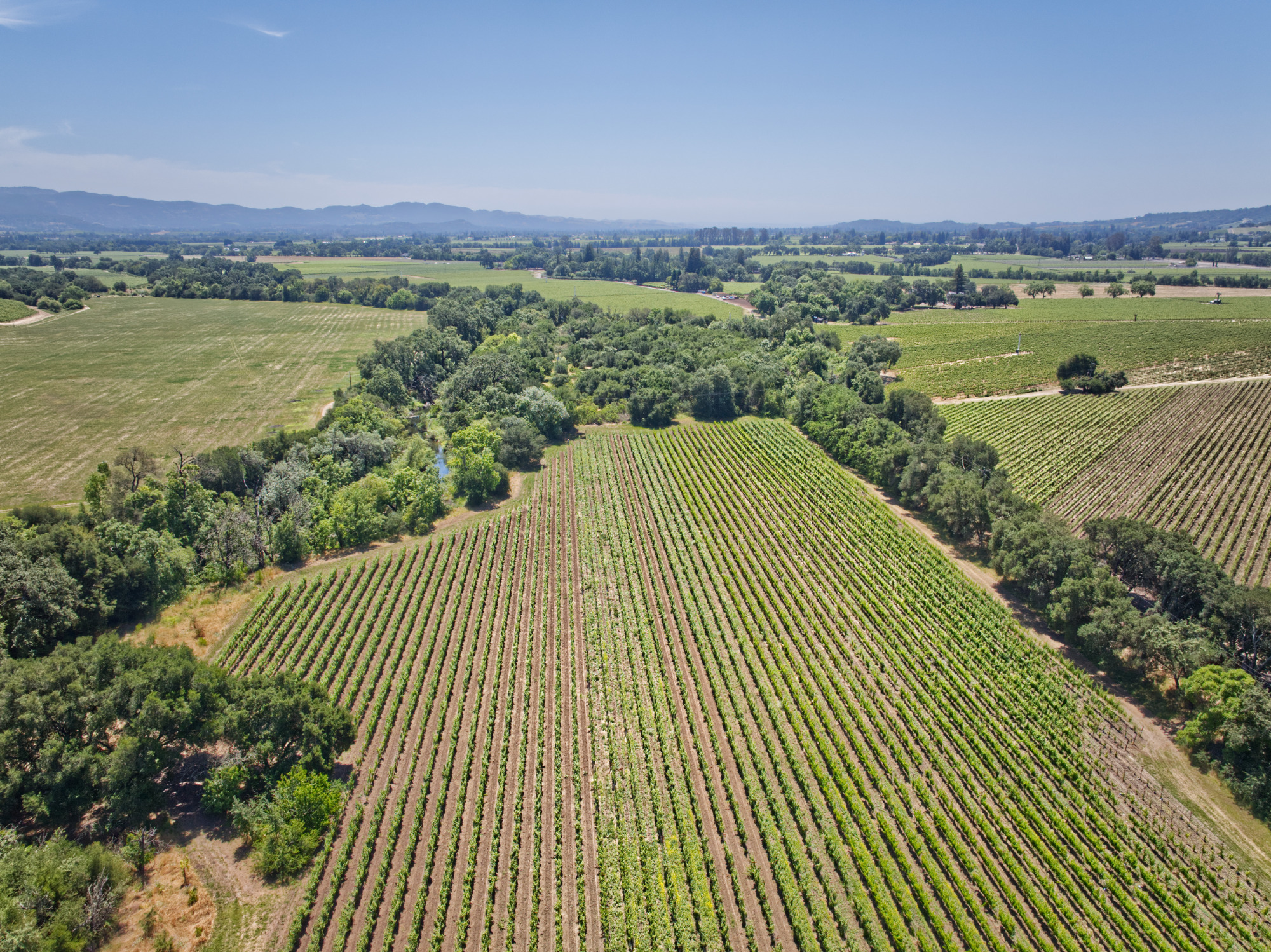 yountville ava vineyard drone overview