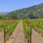 yountville ava vineyard estate cabernet vines