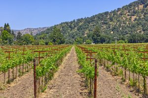 yountville ava vineyard estate cabernet vines