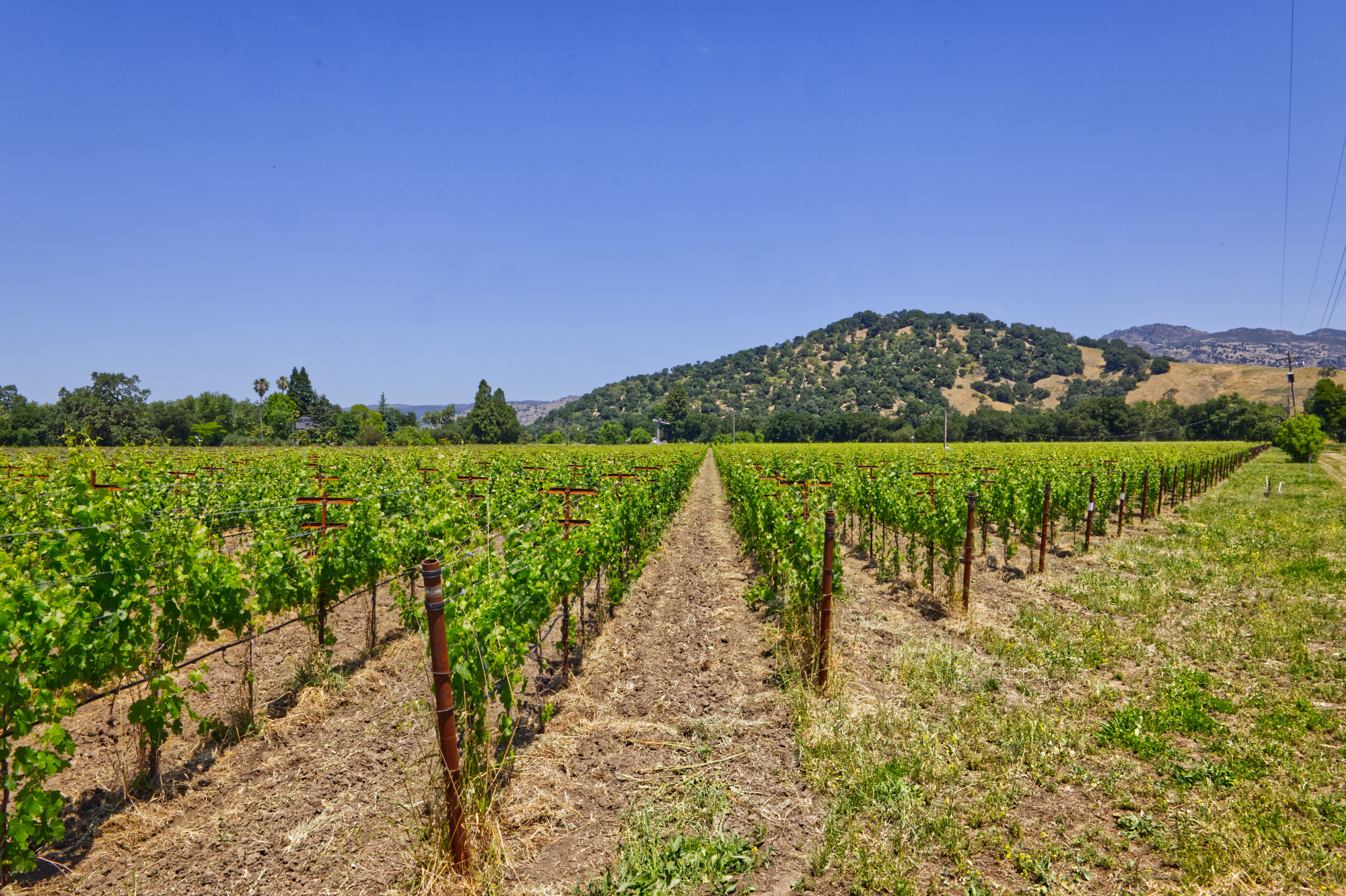 yountville ava vineyard estate entrance