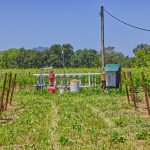 yountville ava vineyard irrigation well