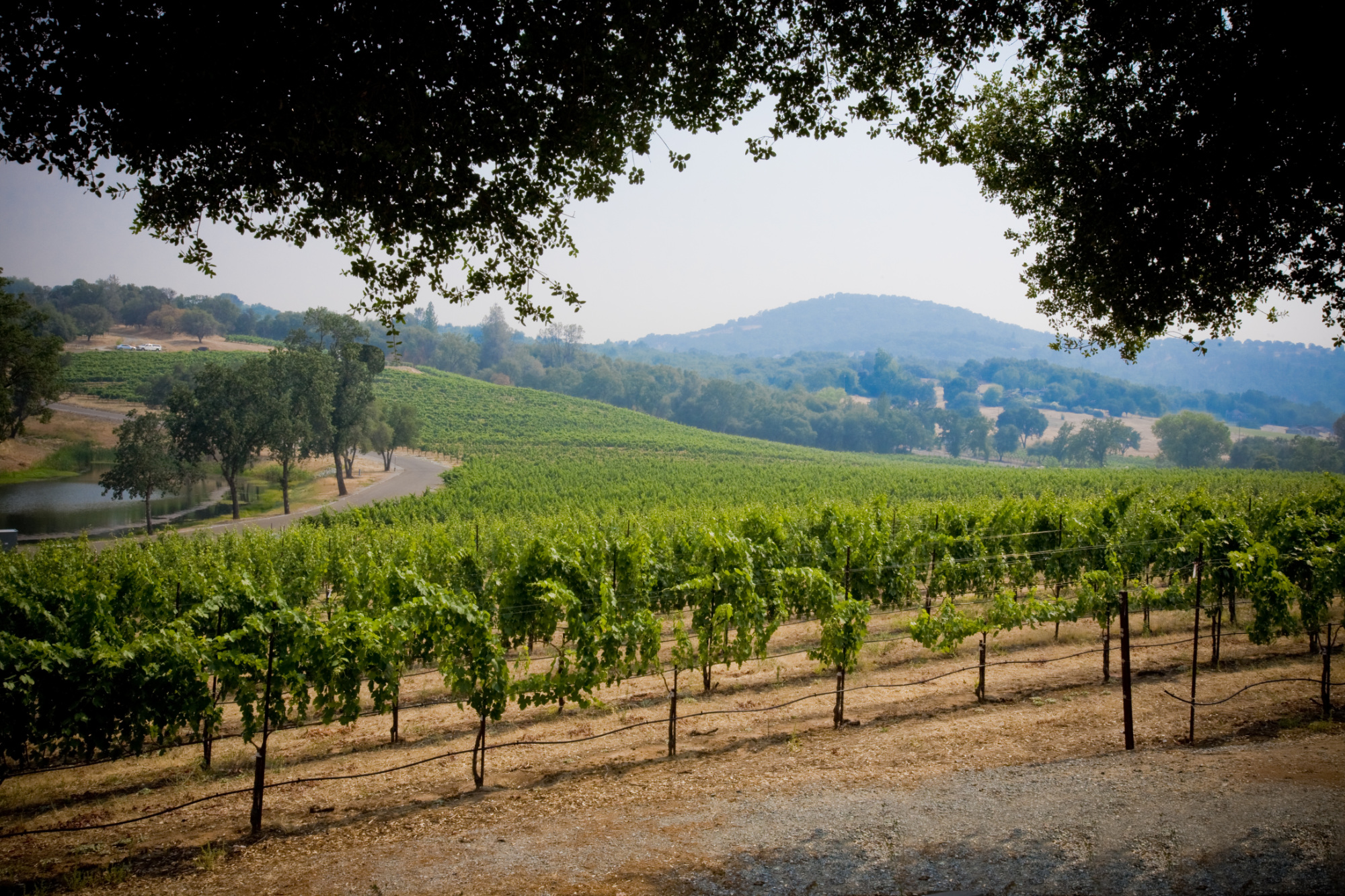Exquisite Event Center, Luxury Estate Winery & Vineyard