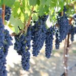 Exquisite Event Center, Luxury Estate Winery & Vineyard