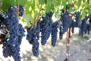 Exquisite Event Center, Luxury Estate Winery & Vineyard