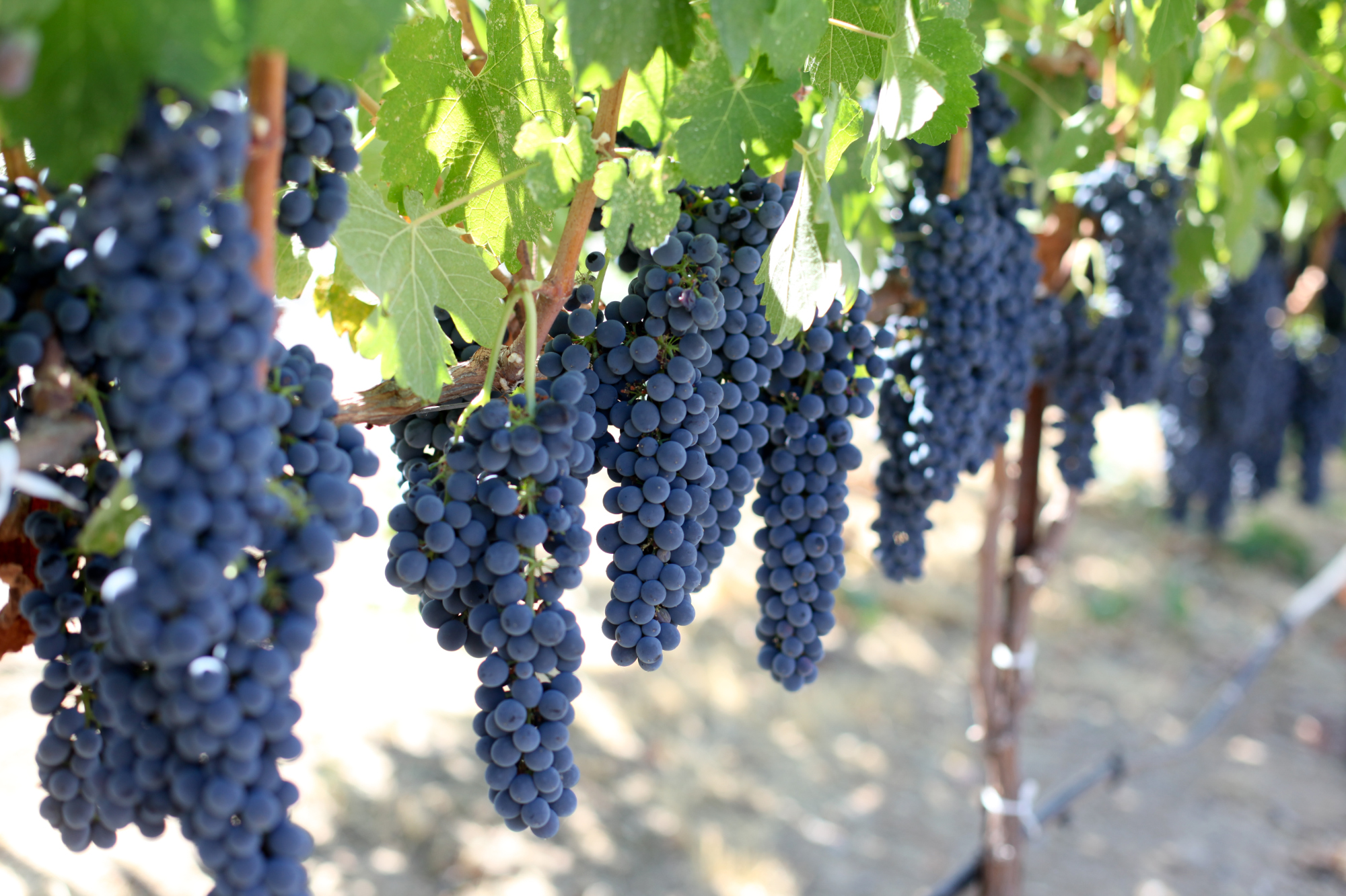 Exquisite Event Center, Luxury Estate Winery & Vineyard