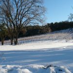 Exquisite Event Center, Luxury Estate Winery & Vineyard
