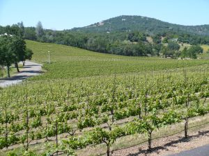 Exquisite Event Center, Luxury Estate Winery & Vineyard