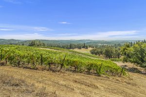 narrow-gate-vineyards-el-dorado-county