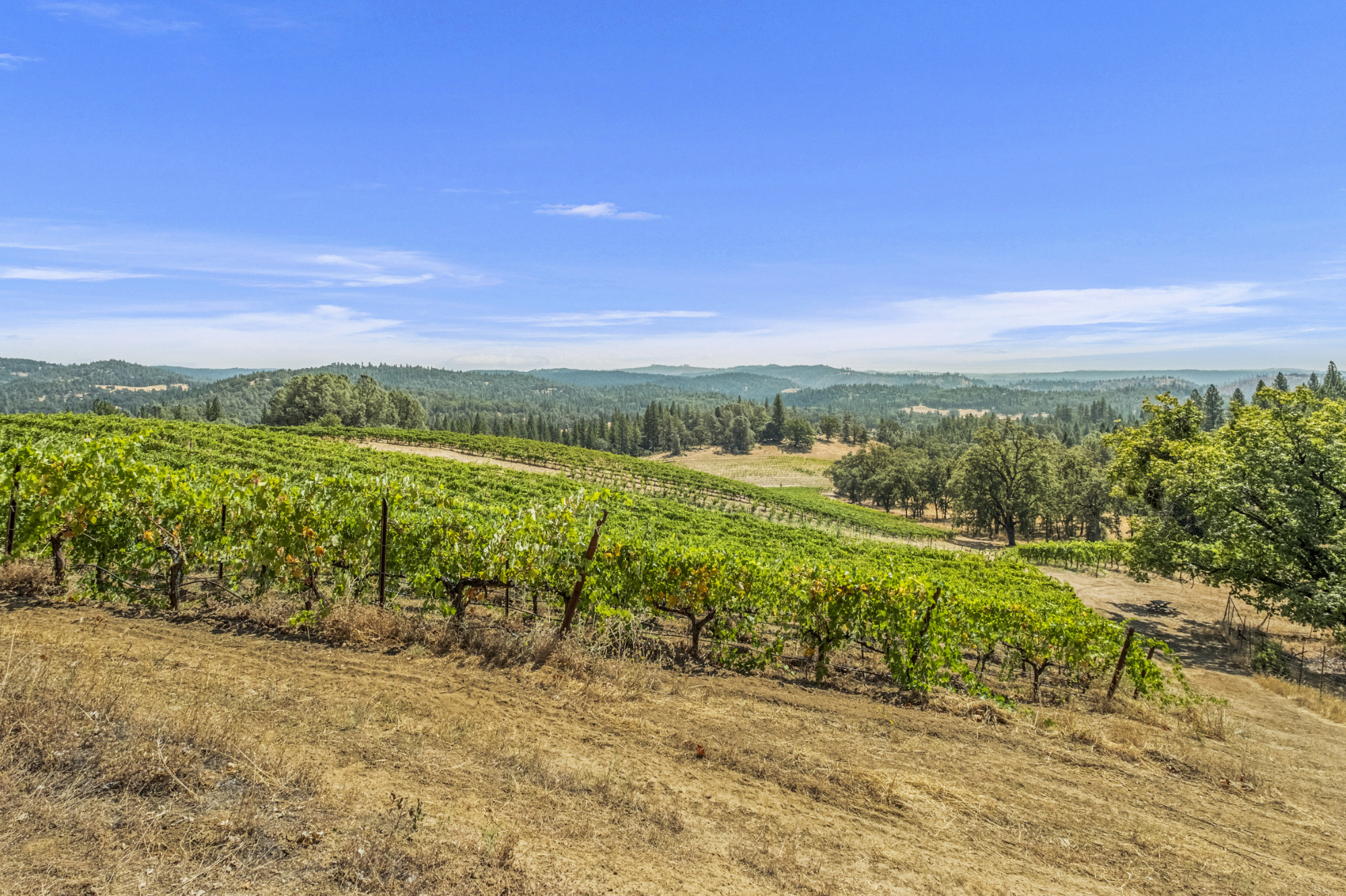 narrow-gate-vineyards-el-dorado-county