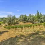 el-dorado-county-organic-vineyard-for-sale