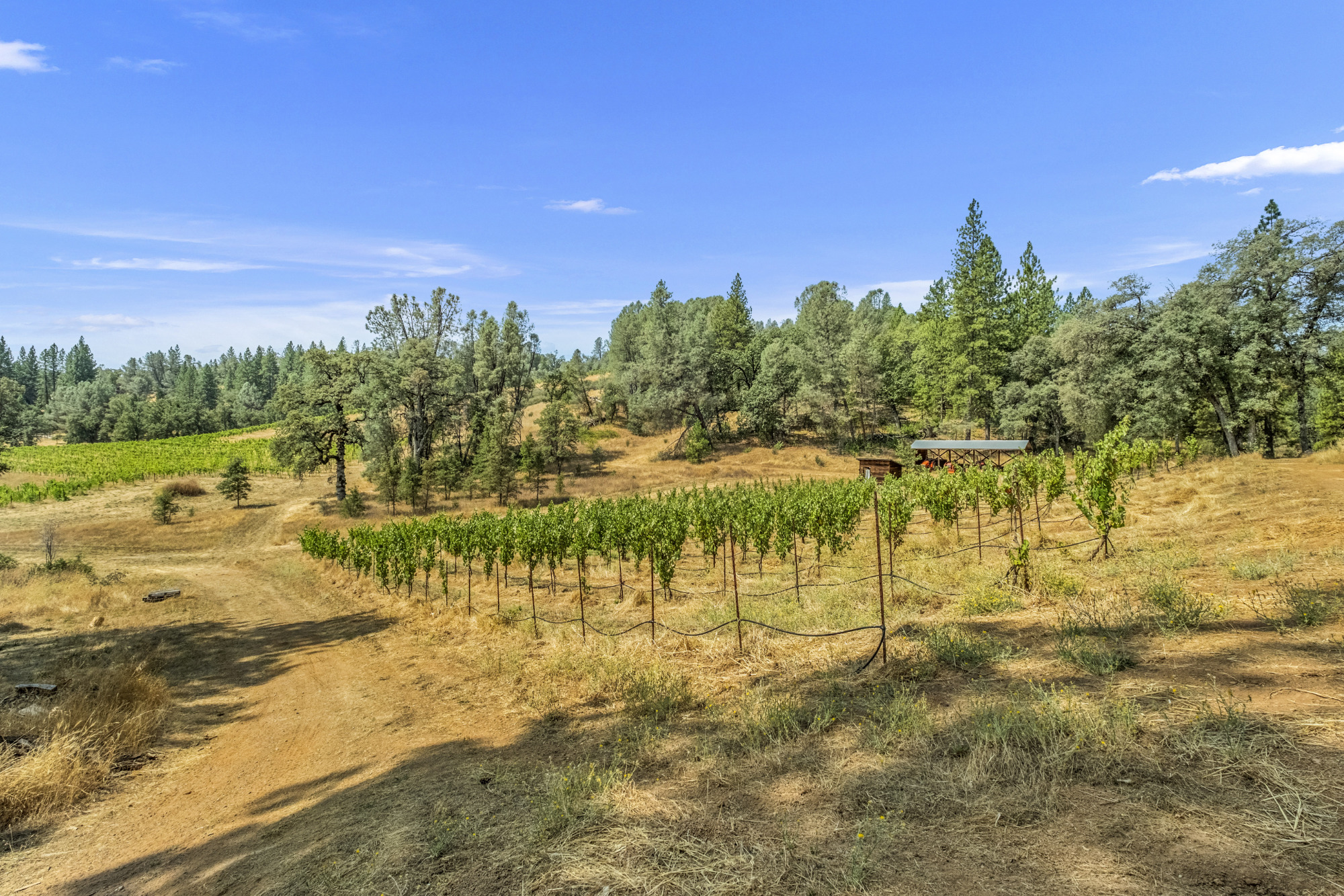 el-dorado-county-organic-vineyard-for-sale