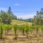 narrow-gate-biodynamic-vineyard-sierra-foothills