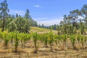 narrow-gate-biodynamic-vineyard-sierra-foothills
