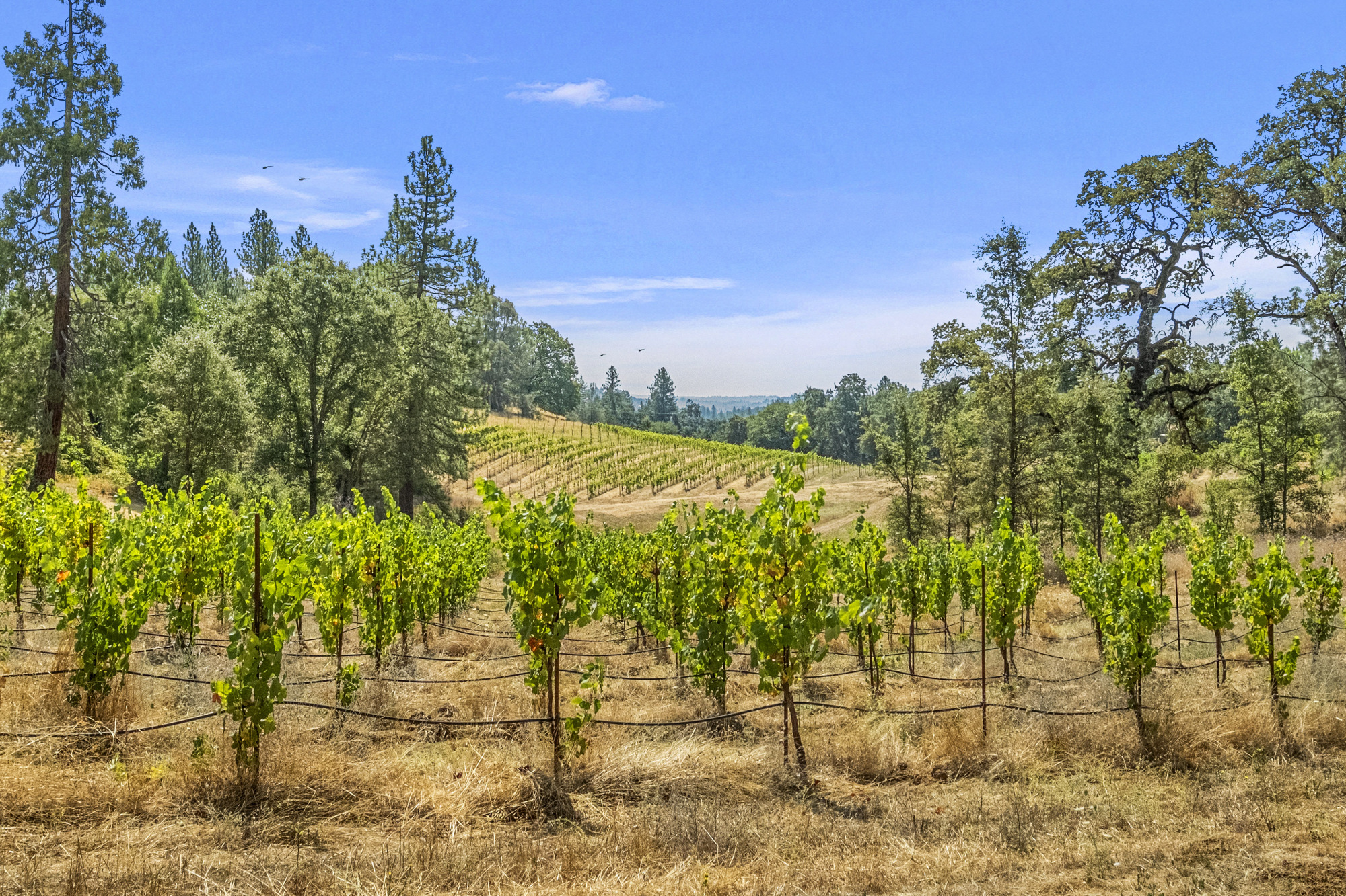 narrow-gate-biodynamic-vineyard-sierra-foothills