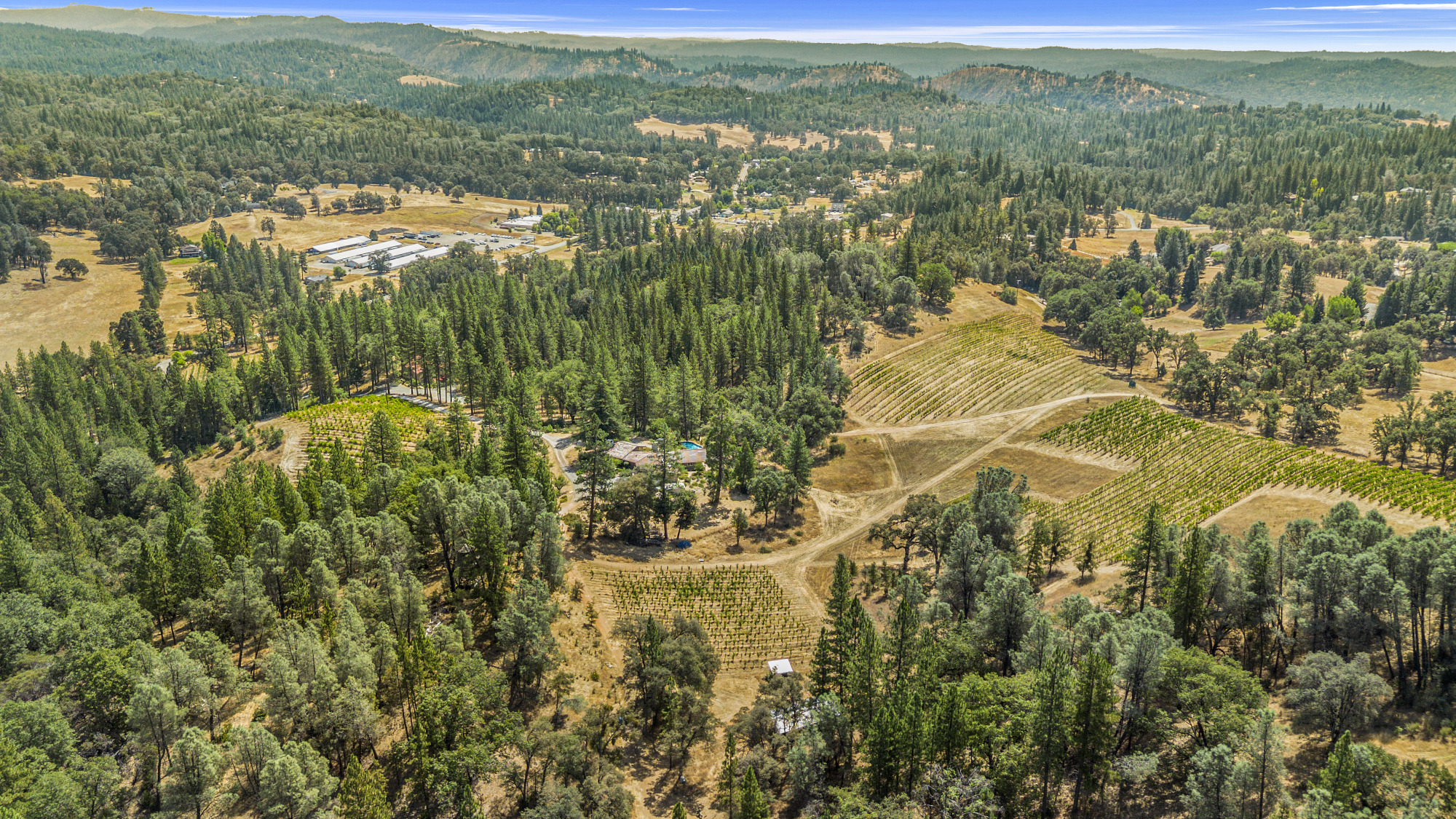 sierra-foothills-vineyard-at-2500-feet